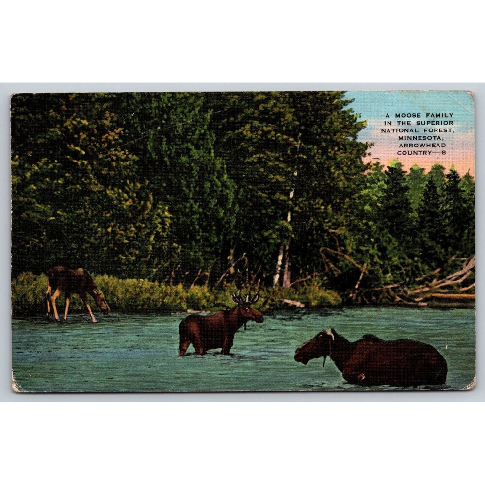 Postcard Minnesota Moose Family Superior National Forest c1930 Arrowhead Trading